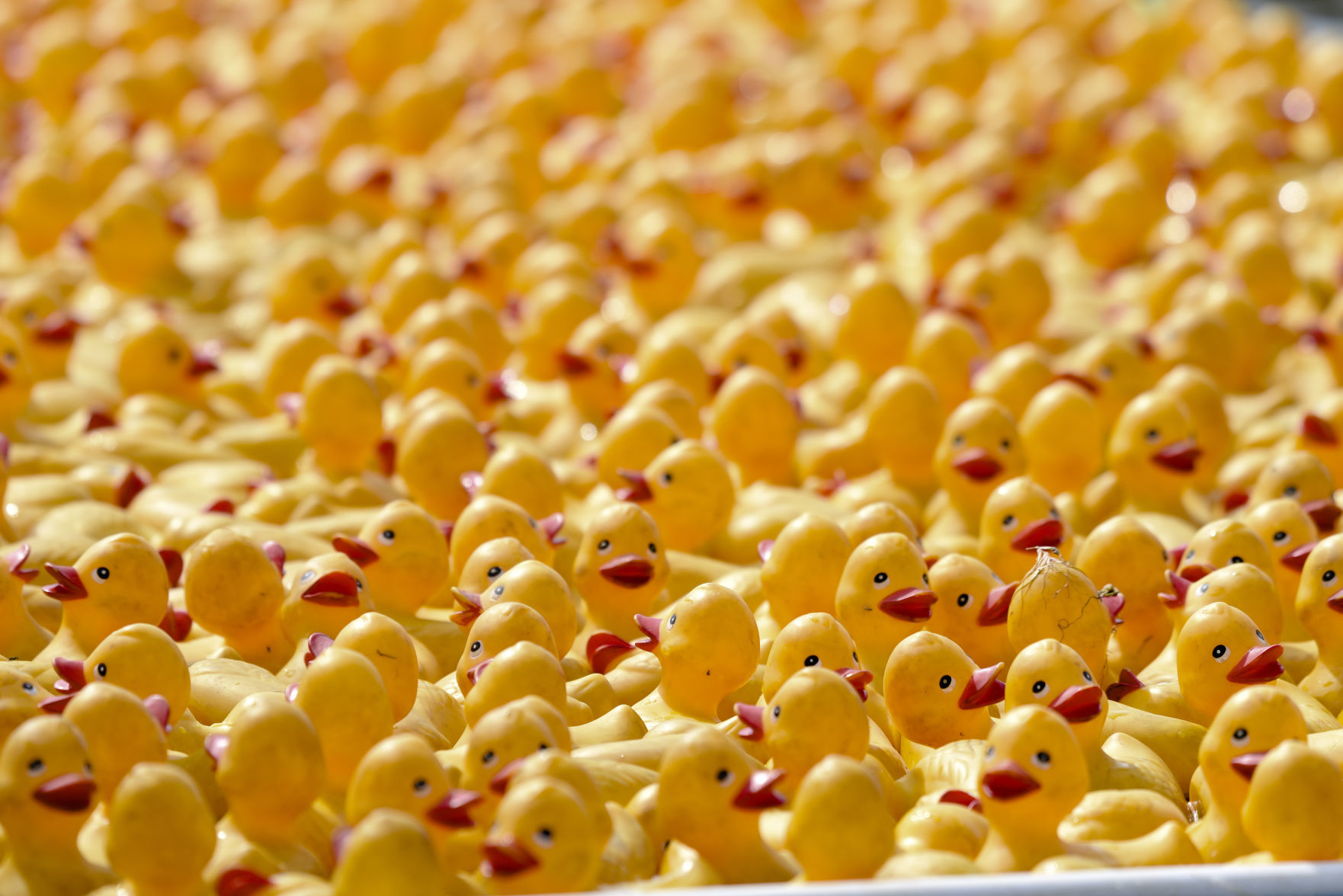 Rubber Duck Regatta